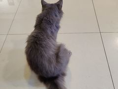 -平行世界·猫咖(首经贸店)