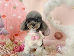 -读宠于你·约克夏比熊·睫角守宫·爬宠售卖(高新店)