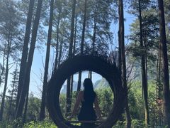 -重庆睡佛山森林公园