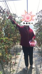 -蓝呗呗蓝莓草莓采摘园(通州区马驹桥店)