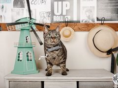 -超宠爱宠物摄影-Super pet