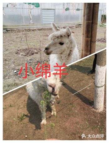 周末休息的时候，不仅是大人带着小孩一起来到这边玩