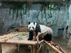 -深圳野生动物园