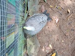 -呀诺达热带雨林