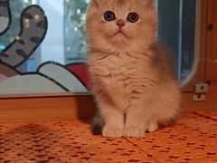 -欣宠猫屋·矮脚拿破仑·蓝金金渐层