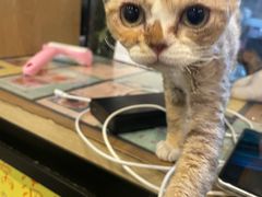 -MOYOYO猫咪咖啡店