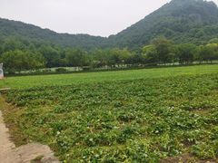 -八卦田遗址公园