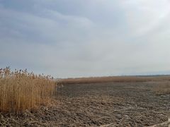 -吴淞炮台湾湿地森林公园烧烤区