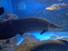 -烟台海昌鲸鲨海洋公园