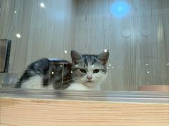 -爪爪喵星球·猫舍(卓悦中心店)