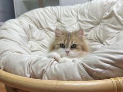 -十月米努特矮脚猫舍