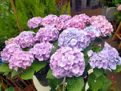 -桂林市花鸟市场