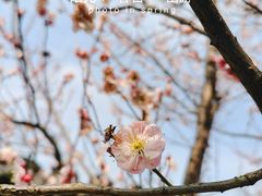 -莫愁湖公园
