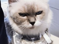 -怪兽屋·羊驼·猫咖·狗咖(俊华广场店)