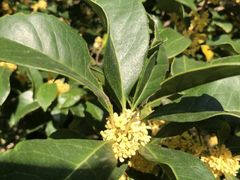 -吕氏疙瘩汤·新鲁菜(济南万象城店)