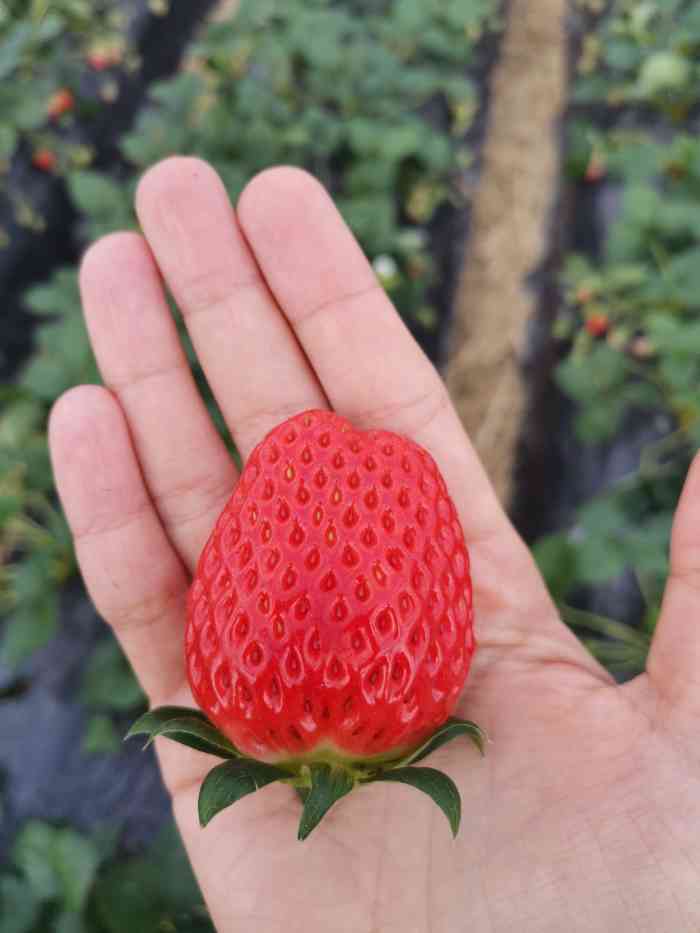 宝山凤冠奶油草莓基地