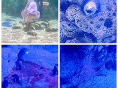 -暹罗海洋世界