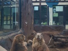 -大连森林动物园