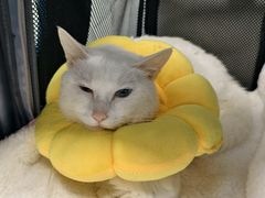 -纳吉亚猫专科动物诊疗中心(蒋宅口分院)