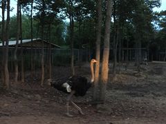 -清迈夜间动物园