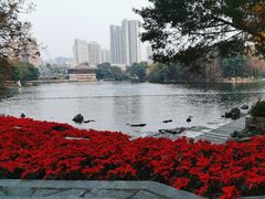 -荔湾湖公园