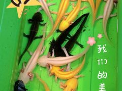 -循礼门鲜花花市(武汉循礼门店)