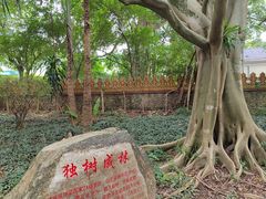 -瑞丽独树成林风景区