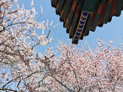 -桃花堤公园