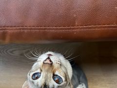 -MOCHA明星猫咖(田子坊店)
