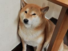 -啡语
