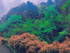 -娄山关景区