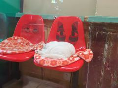 -猫咪博物馆(顶澳仔猫街店)