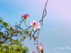-番禺大夫山森林公园