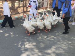 -灵玲国际马戏城