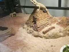-灵龟之家百象馆(百象馆联合旗舰店)