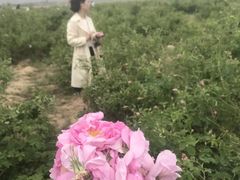 -天适樱花悠乐园