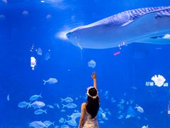 -烟台海昌鲸鲨海洋公园