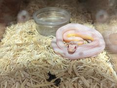 -酷以爬仙阁实体爬宠店·守宫·蜥蜴·专业繁育