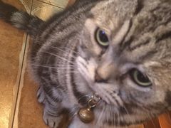 -李小姐の猫咖啡馆(五角场店)