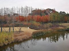 -上海长兴岛郊野公园