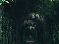 -合肥滨湖国家森林公园