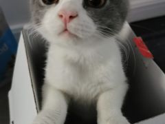 -喵zoo家庭繁育猫舍(尖东智能花园店)