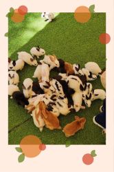 -萌宠亲子动物乐园(槐房万达店)