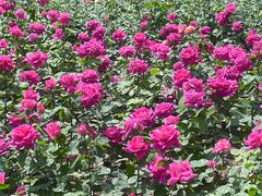 -睦南公园