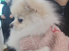 -爱侣宠医·鹦鹉专科·小型哺乳类·异宠专科(灵石路店)