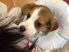 -和它·交个朋友·狗咖猫咖(爱琴海店)