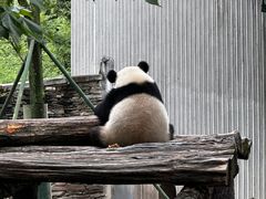 -卧龙中华大熊猫苑神树坪基地