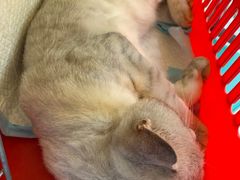 -爱佳宠物中心医院24H·CT·骨外科·猫专科(瑶海万达店)