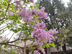 -西安市广仁寺