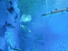 -芜湖新华联大白鲸海洋公园